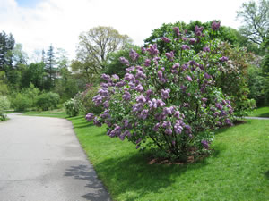 Lilacs in Arnold Arboretum