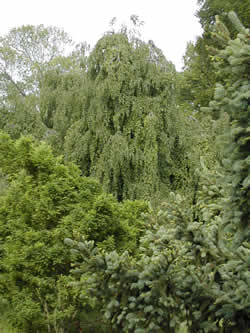 Weeping beech tree