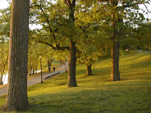 Olmsted's oaks